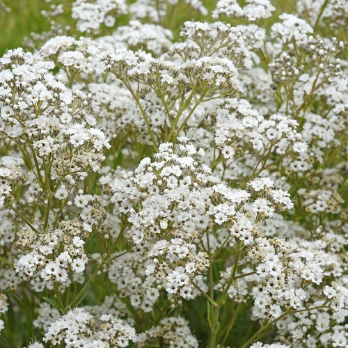 Gypsophila babys breath bare - 2,