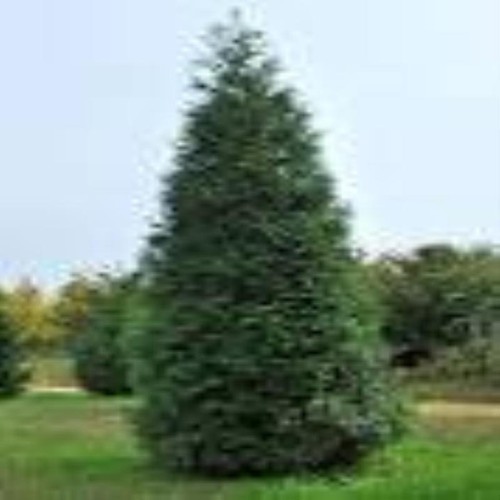 Green giant arborvitae - green, fast
