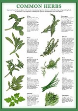 Common Herbs Wall Art Chart Poster Paper Laminated available in various sizes