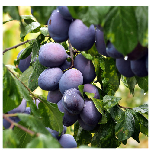 Opal plum tree - tree, in