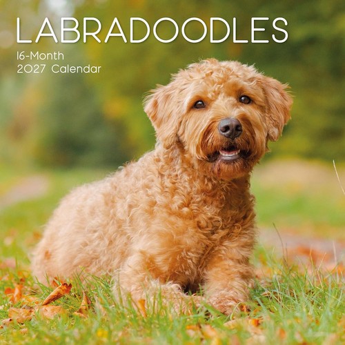 Labradoodle dog x 12 - labradoodle,