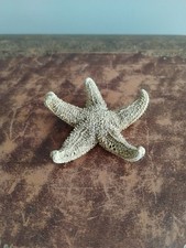 Large Vintage Dried Starfish Display Ornament Collectible Nautical Decor Craft