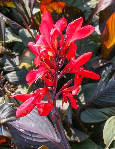 Canna red futurity - 2l, pot