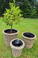 Large, Thick & Sturdy Fully Lined Lipped Rattan Planters - Available in 3 Sizes