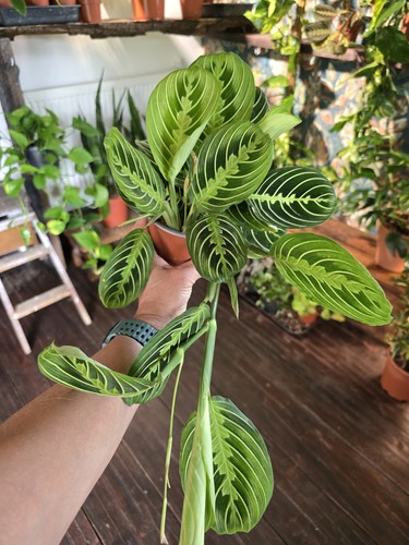 Maranta leuconeura lemon - maranta, 'lemon