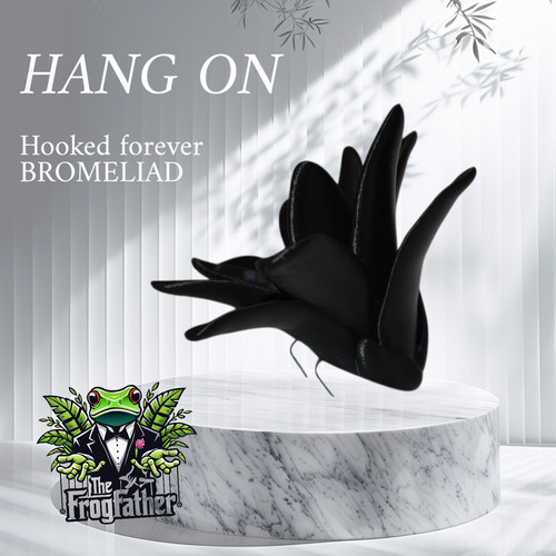 Hanging forever bromeliad - forever,