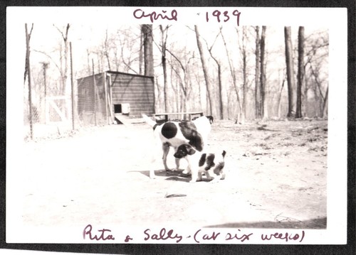 Vintage photograph 1939 smooth - photograph,