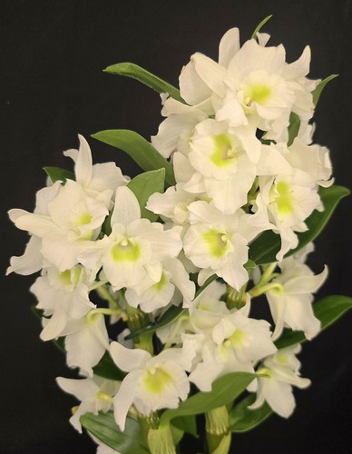 Dendrobium nobile white - white., cm