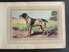 Hunting dog french poach - dog,,