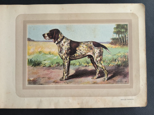 Hunting dog french poach - hunting, dog,