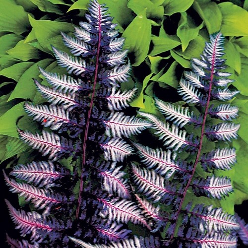 Japanese painted fern - painted,