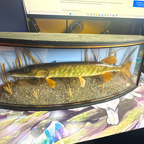Taxidermy pike fish esox - pike, (esox
