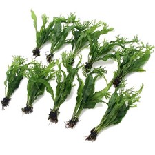 Microsorum pteropus windelov - microsorum,