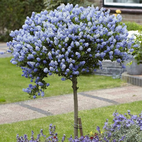 Large 80cm tall - tall, hardy