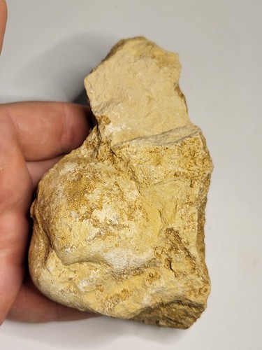 Huge faringdon fossil oyster - huge,