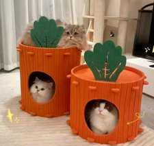 Pet cat kitten carrot - cat,