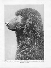 1934 Dog Print / Bookplate - IRISH WATER SPANIEL, Head Study "Prince of Liliwy"