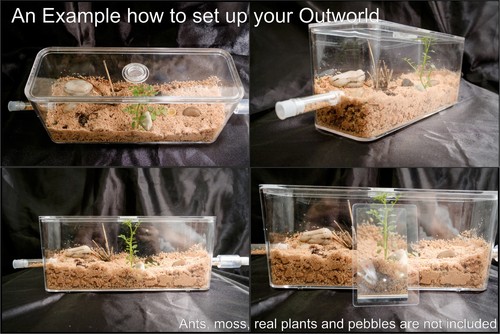 Natural bio ant farm - bio,