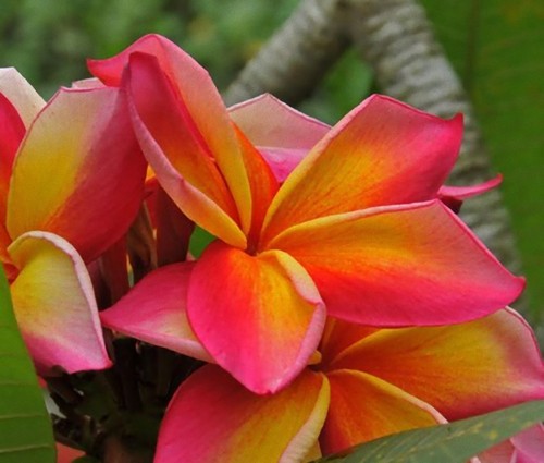 Fresh seeds frangipani - fresh,
