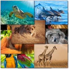 Doodlecards Pack of 10 World