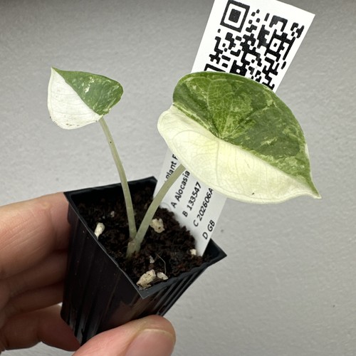 Alocasia platinum albo very - platinum,