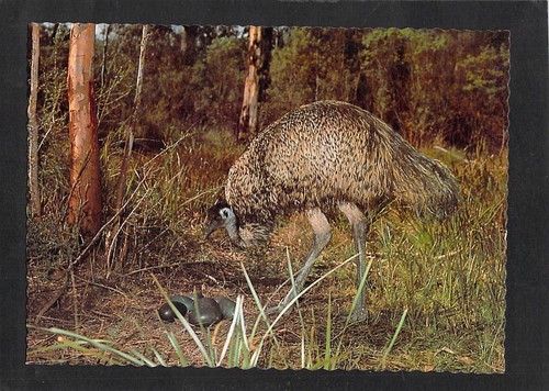 A3736 australia birds emu - australia,