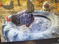 CHICKENS POULTRY DUST BATH