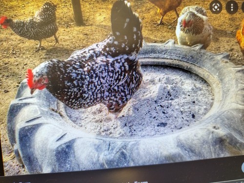 Chickens poultry dust - dust, bath