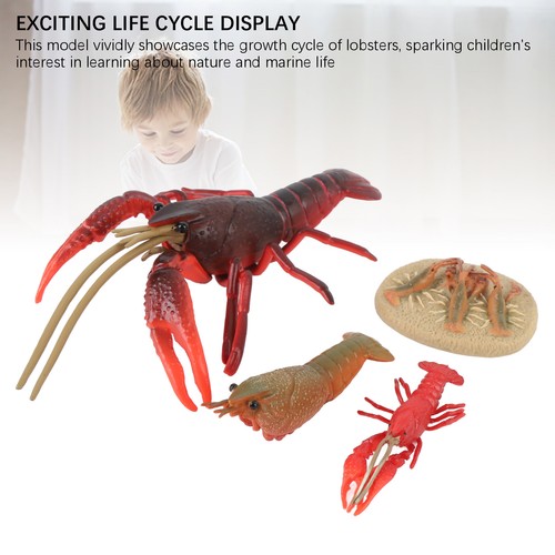 Lobster animal life cycle - lobster,