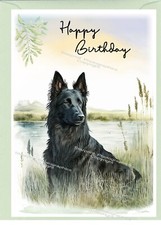 Belgian shepherd dog - shepherd,