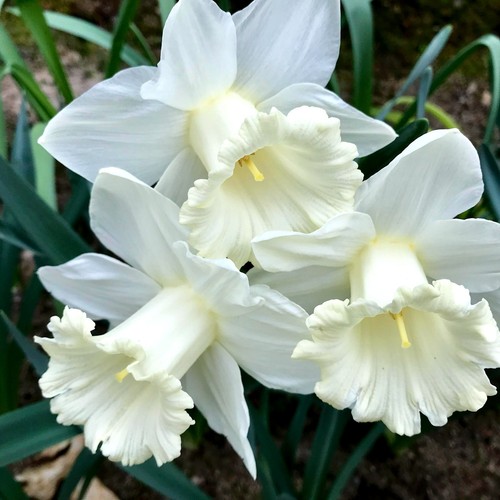 Daffodil mount hood bulbs - daffodil,