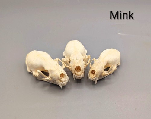 Mink skull bones animal - skull,,