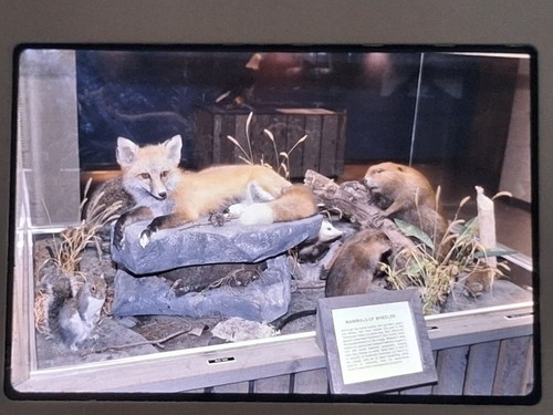 Mammals fox beaver squirrel - fox,
