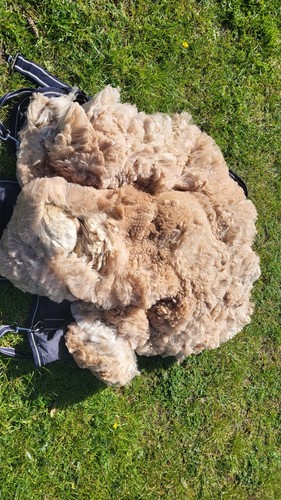 Alpaca fleece lightening - alpaca,