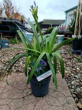 Agapanthus ‘Charlotte’