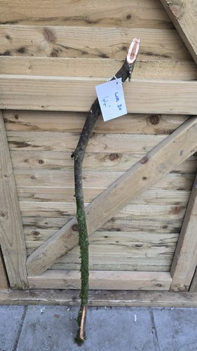 Twisted twisty wood hazel - twisted,