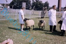 Suffolk sheep at Yorkshire