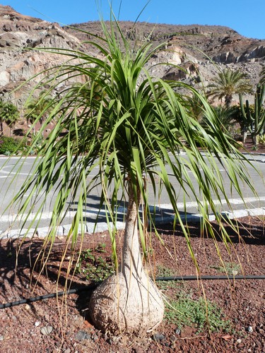 Pony tail palm seeds nolina - tail,