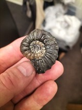 RARE EuGASSICERAS RESPUTINATUM AMMONITE WHITBY YORKSHIRE  FOSSIL