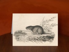 Muskrat by Samuel Howitt - A5 Art Print Greeting Card
