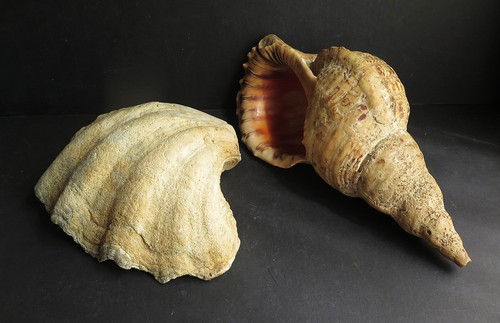 Two large early south sea - two,