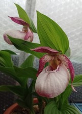 Cypripedium Lucy Pinkepank FS Lady's Slipper Orchid Hardy Garden Orchid 3 Buds