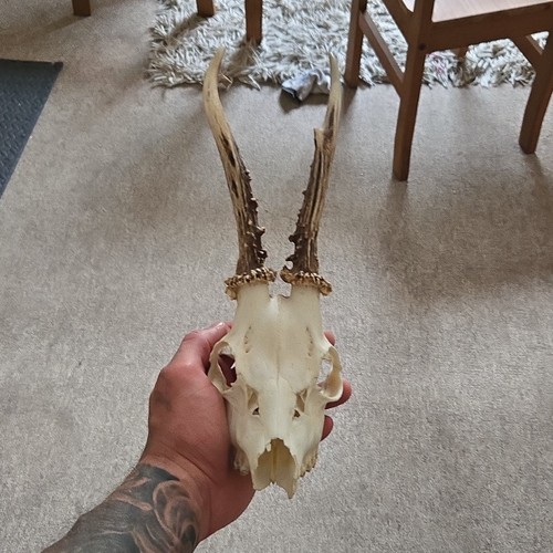 Roe deer skull - deer,