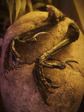 Pair Of Crow Feet Taxidermy Oddities Curiosity 