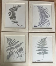 Vintage Framed Fern Botanical Prints Signed S Novak Distressed Off White Frames