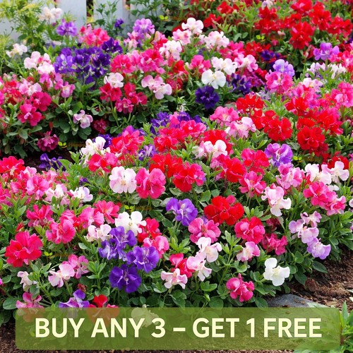 Sweet pea dwarf - pea,