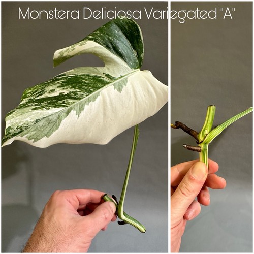 Monstera deliciosa albo - deliciosa, albo/