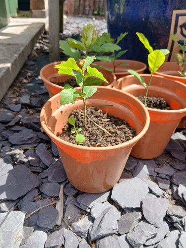 English oak tree seedlings - tree, 10-