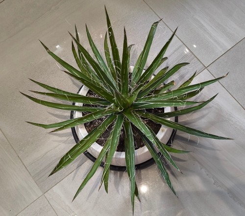 Agave multifilifera large - agave,