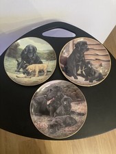 Vintage Black Labrador Dogs